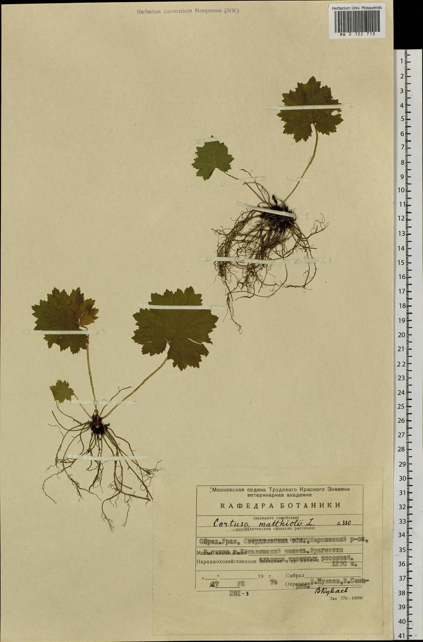 Primula matthioli subsp. matthioli, Восточная Европа, Восточный район (E10) (Россия)