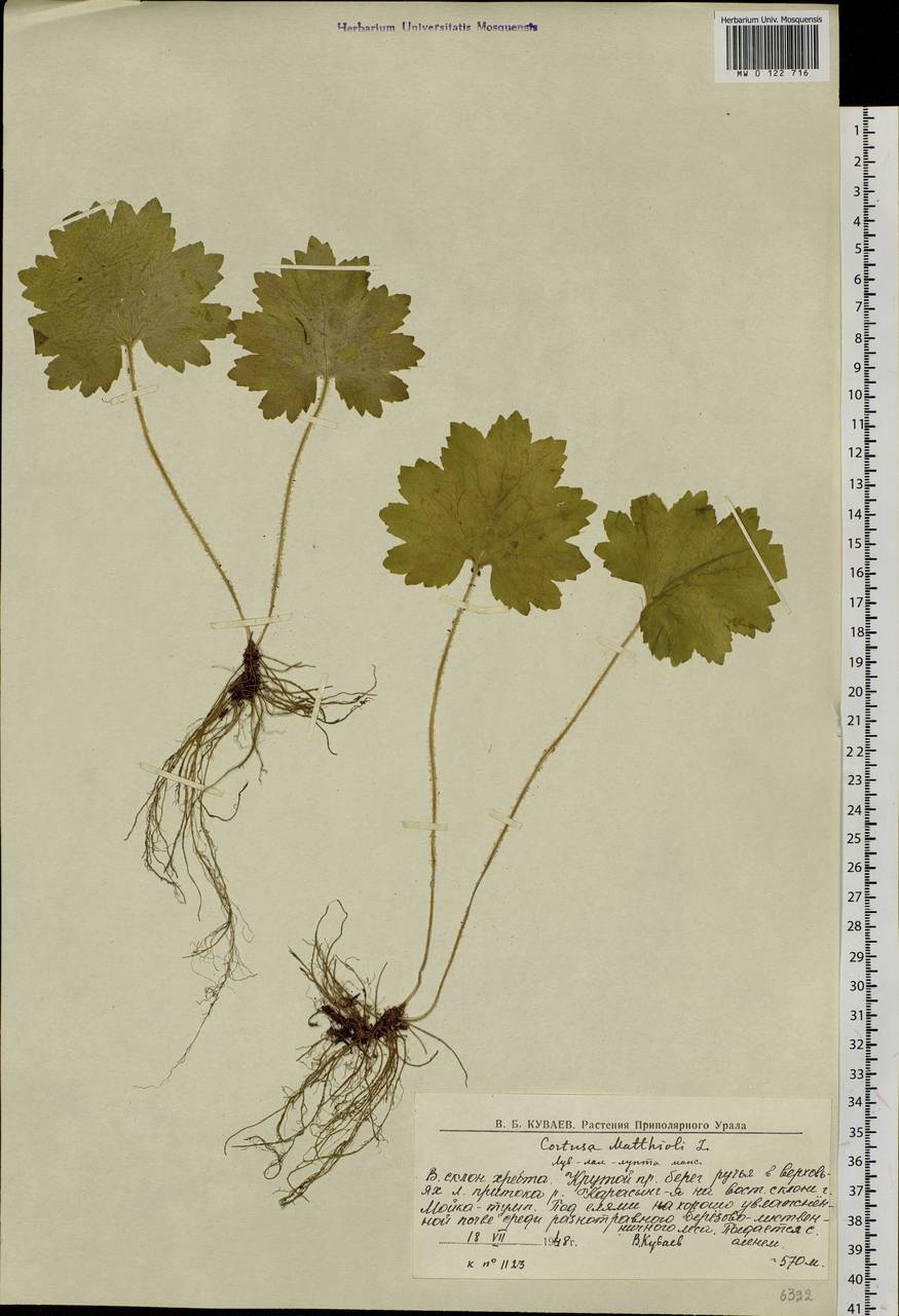 Primula matthioli subsp. matthioli, Восточная Европа, Северный район (E1) (Россия)