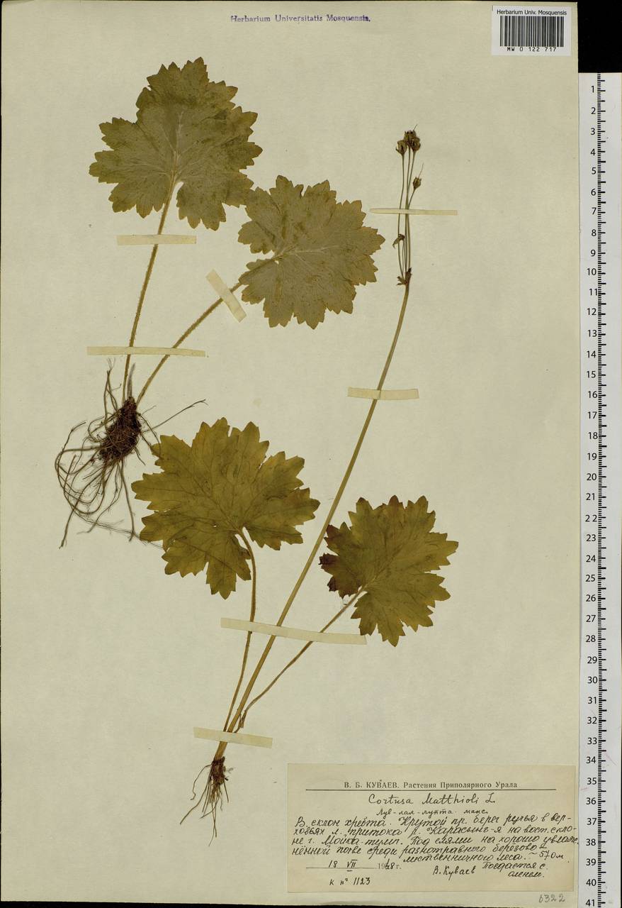 Primula matthioli subsp. matthioli, Восточная Европа, Северный район (E1) (Россия)