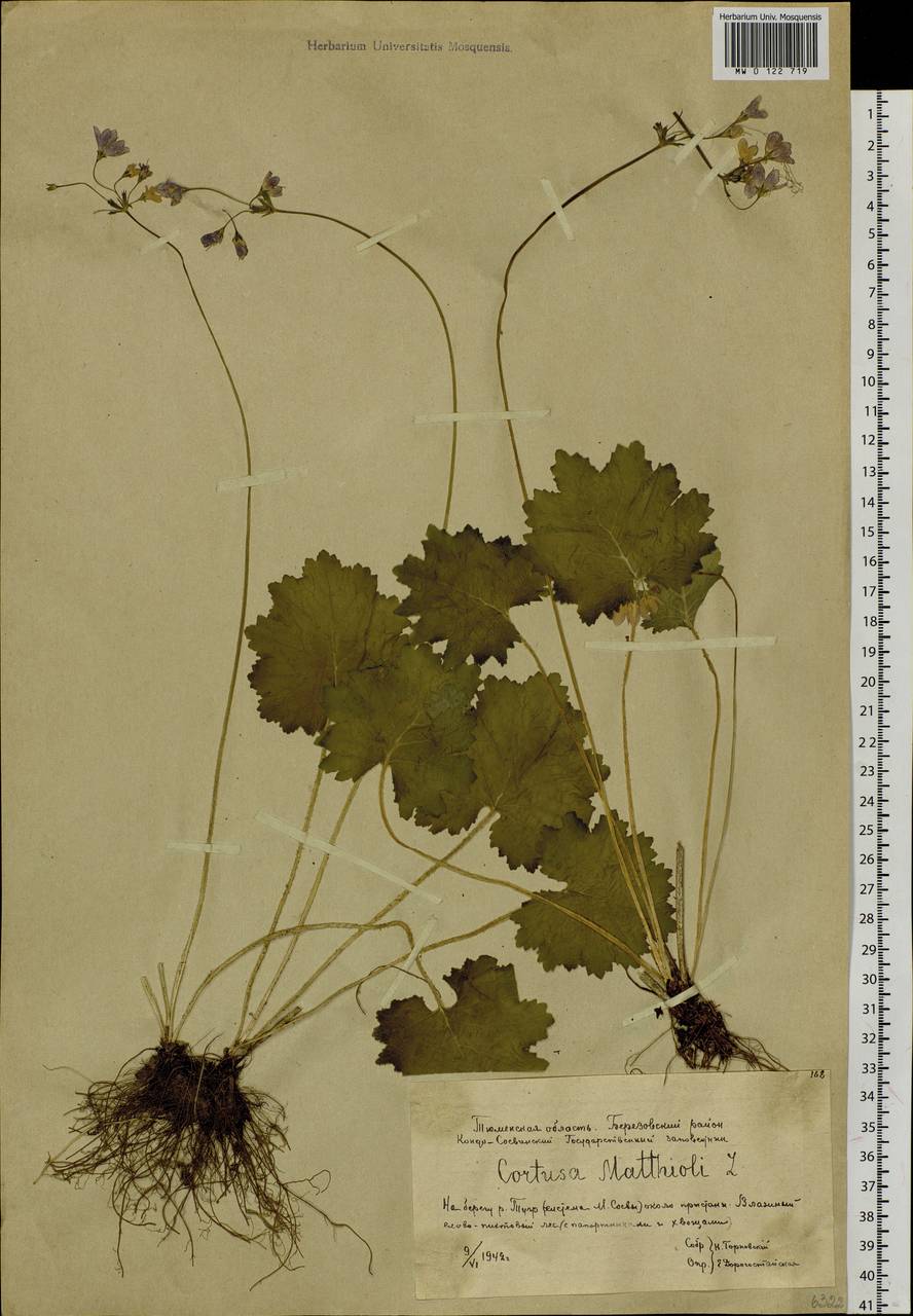 Primula matthioli subsp. matthioli, Сибирь, Западная Сибирь (S1) (Россия)