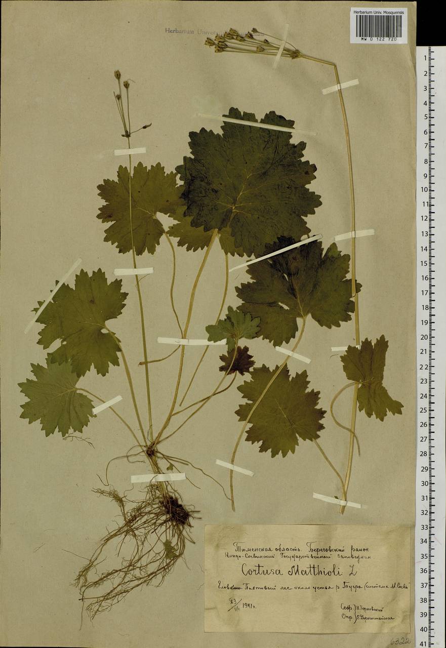 Primula matthioli subsp. matthioli, Сибирь, Западная Сибирь (S1) (Россия)