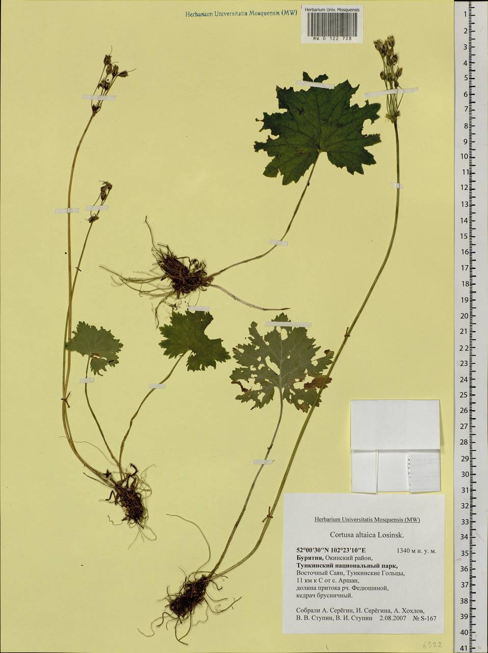 Primula matthioli subsp. altaica (Losinsk.) Kovt., Сибирь, Прибайкалье и Забайкалье (S4) (Россия)