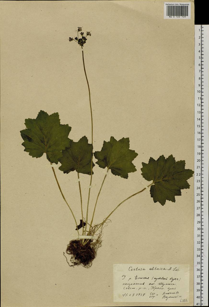 Primula matthioli subsp. altaica (Losinsk.) Kovt., Сибирь, Центральная Сибирь (S3) (Россия)