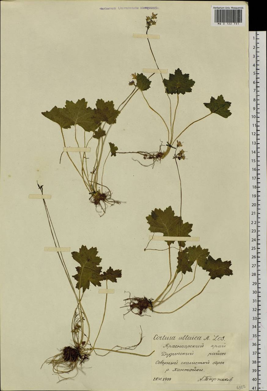 Primula matthioli subsp. altaica (Losinsk.) Kovt., Сибирь, Центральная Сибирь (S3) (Россия)