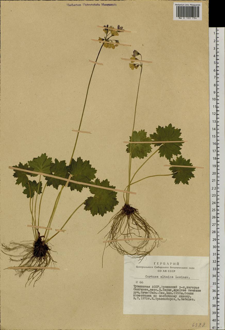 Primula matthioli subsp. altaica (Losinsk.) Kovt., Сибирь, Алтай и Саяны (S2) (Россия)