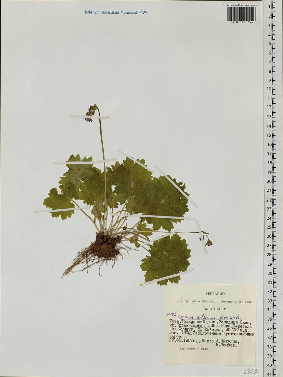 Primula matthioli subsp. altaica (Losinsk.) Kovt., Сибирь, Алтай и Саяны (S2) (Россия)