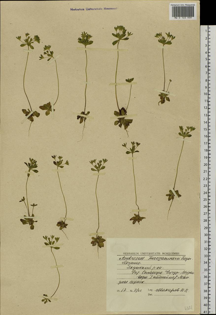 Проломник большой, Проломник Турчанинова L., Сибирь, Якутия (S5) (Россия)