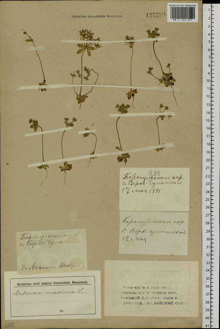 Проломник большой, Проломник Турчанинова L., Сибирь, Алтай и Саяны (S2) (Россия)