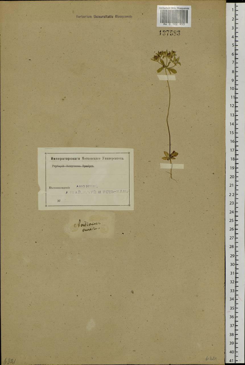 Проломник большой, Проломник Турчанинова L., Сибирь, Алтай и Саяны (S2) (Россия)