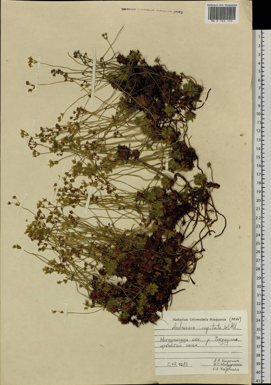 Androsace chamaejasme subsp. lehmanniana (Spreng.) Hultén, Сибирь, Чукотка и Камчатка (S7) (Россия)