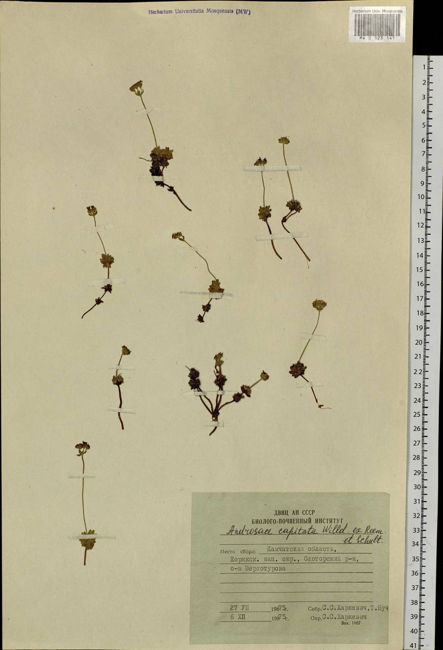 Androsace chamaejasme subsp. lehmanniana (Spreng.) Hultén, Сибирь, Чукотка и Камчатка (S7) (Россия)