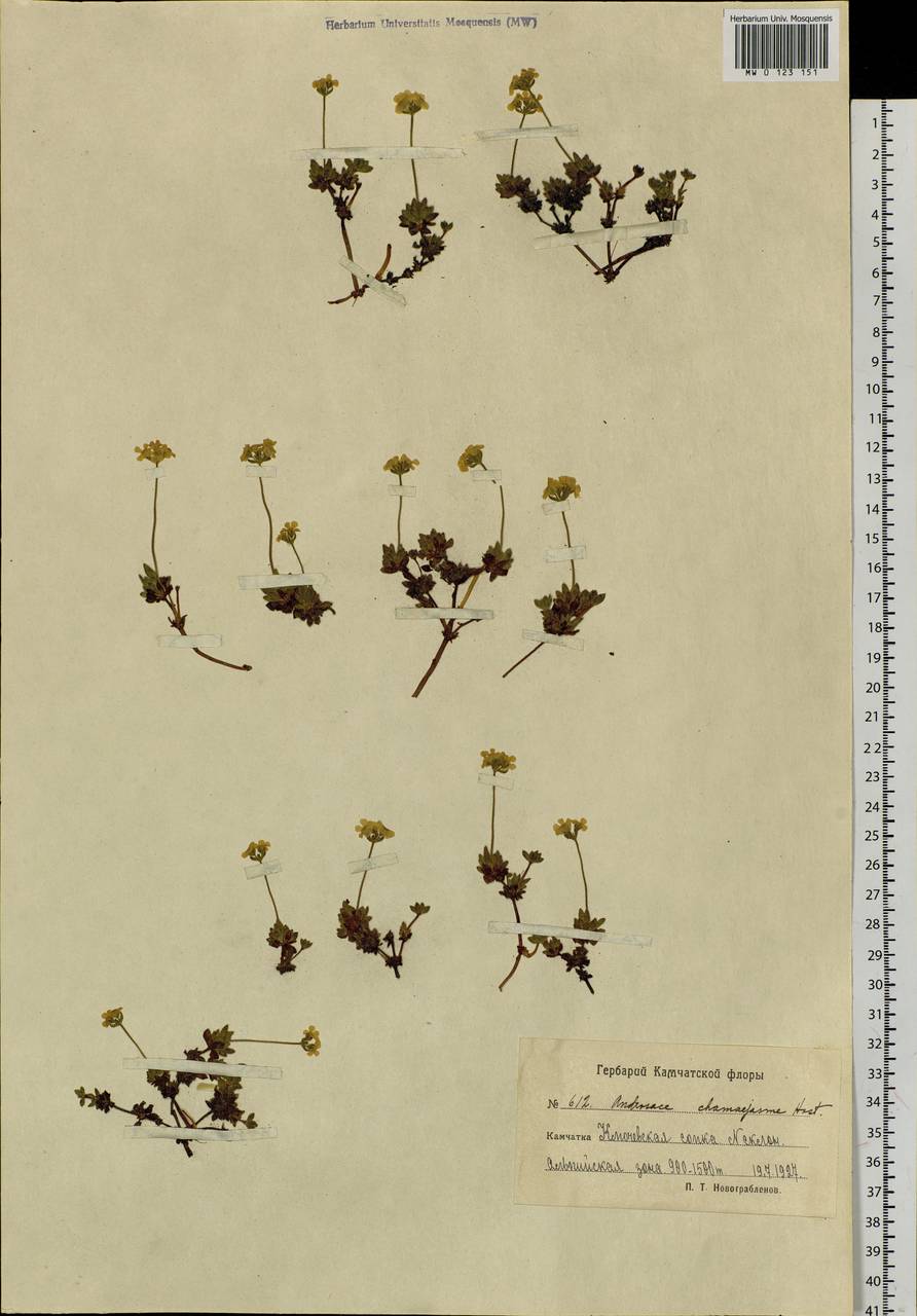 Androsace chamaejasme subsp. lehmanniana (Spreng.) Hultén, Сибирь, Чукотка и Камчатка (S7) (Россия)