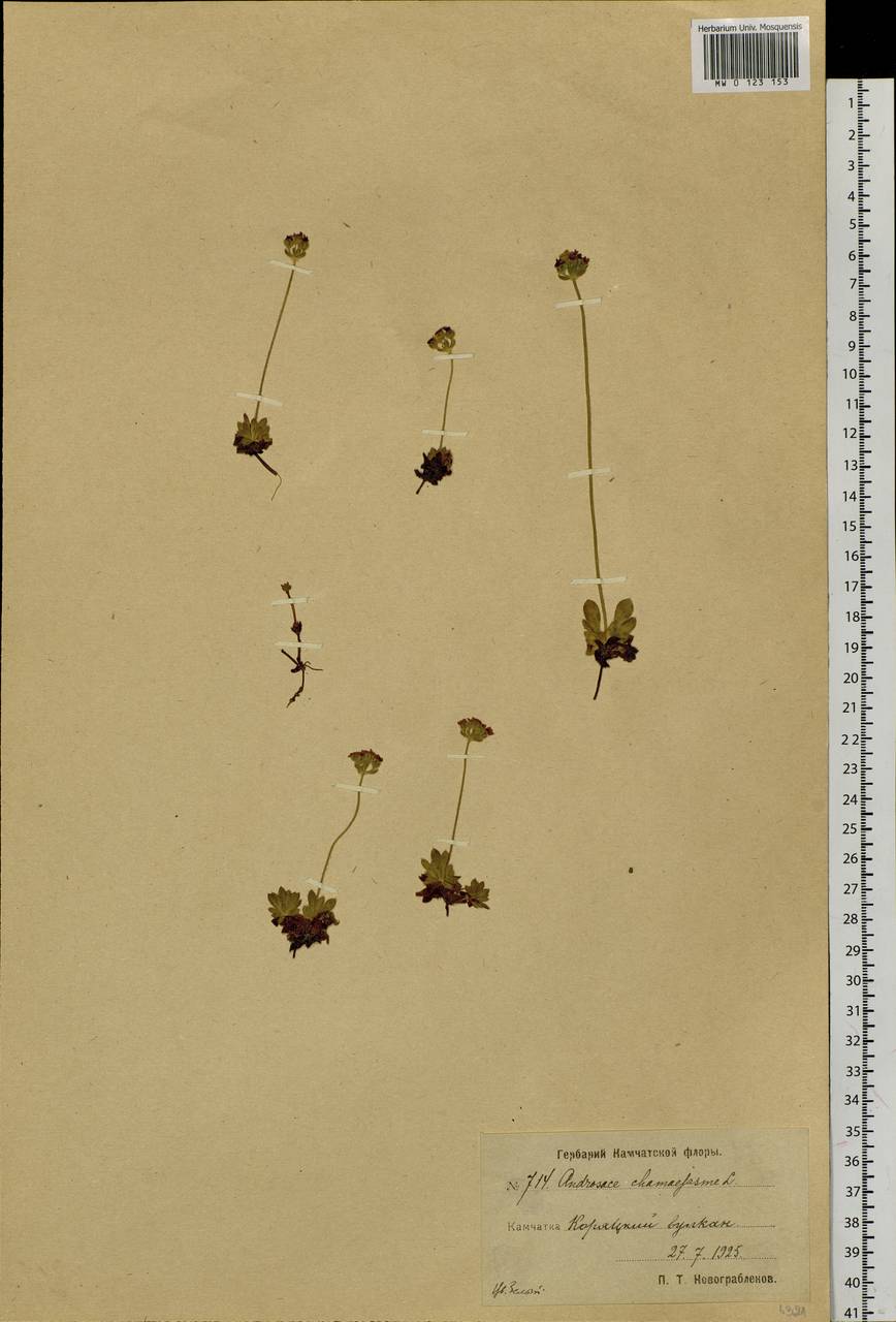 Androsace chamaejasme subsp. lehmanniana (Spreng.) Hultén, Сибирь, Чукотка и Камчатка (S7) (Россия)