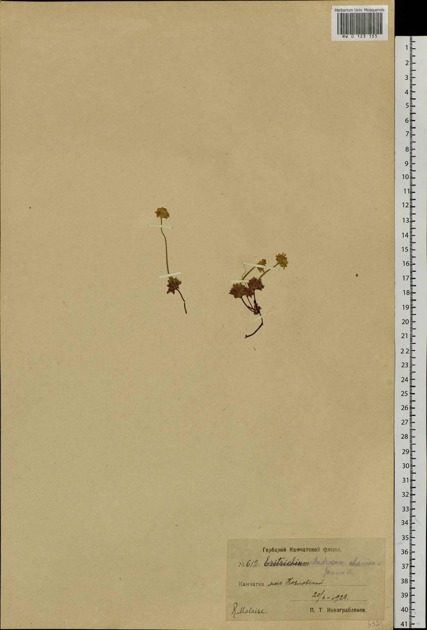 Androsace chamaejasme subsp. lehmanniana (Spreng.) Hultén, Сибирь, Чукотка и Камчатка (S7) (Россия)