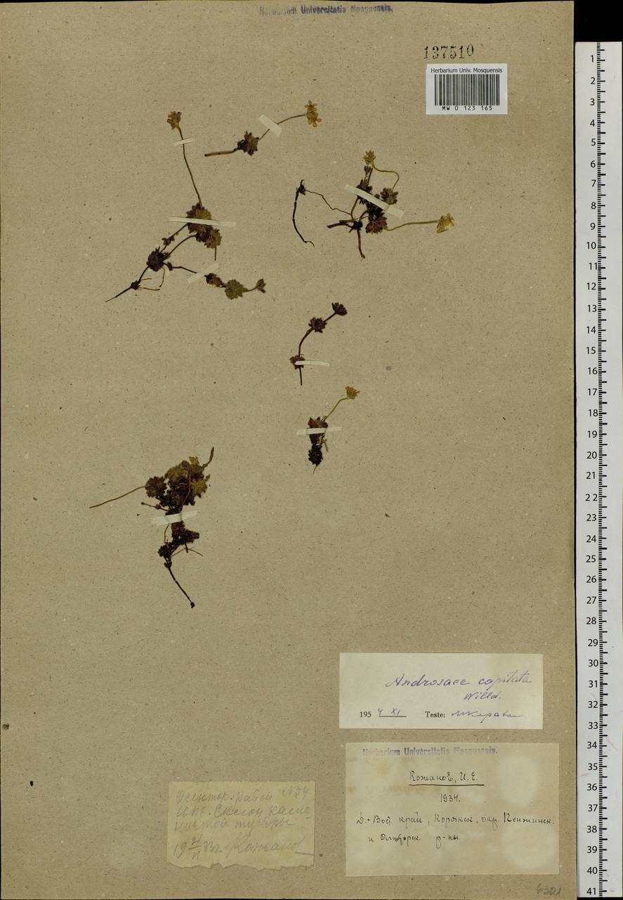 Androsace chamaejasme subsp. lehmanniana (Spreng.) Hultén, Сибирь, Чукотка и Камчатка (S7) (Россия)