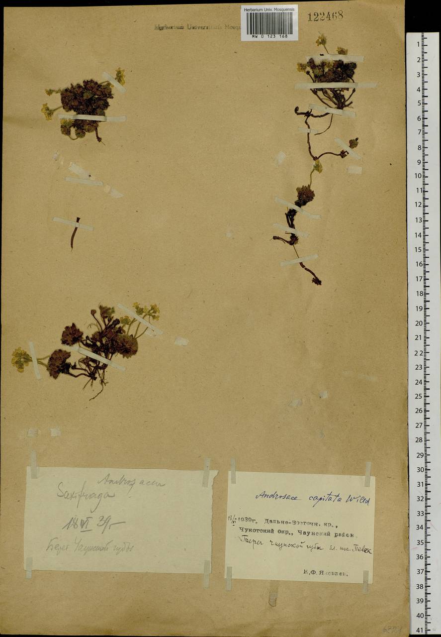Androsace chamaejasme subsp. lehmanniana (Spreng.) Hultén, Сибирь, Чукотка и Камчатка (S7) (Россия)