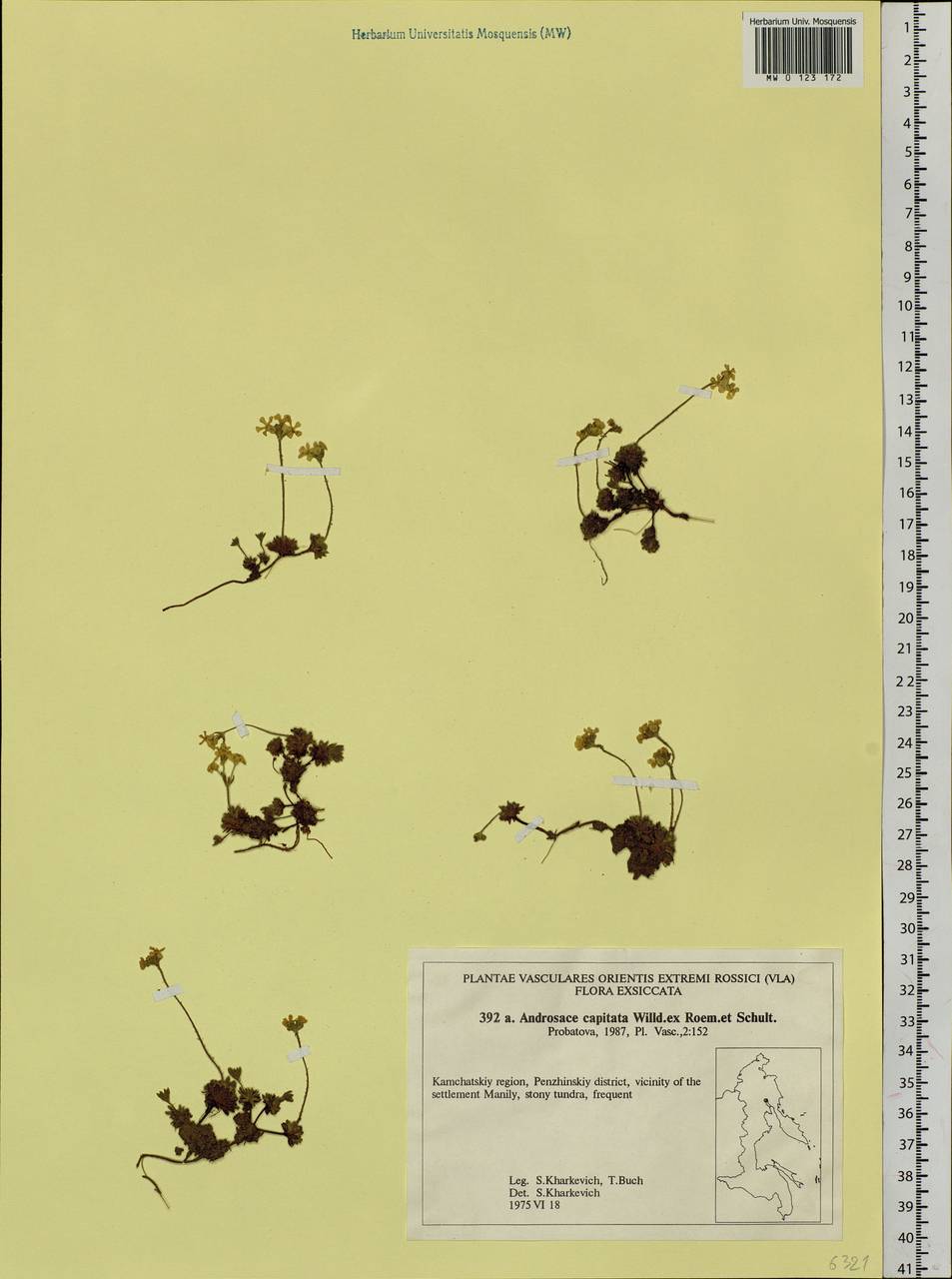 Androsace chamaejasme subsp. lehmanniana (Spreng.) Hultén, Сибирь, Чукотка и Камчатка (S7) (Россия)