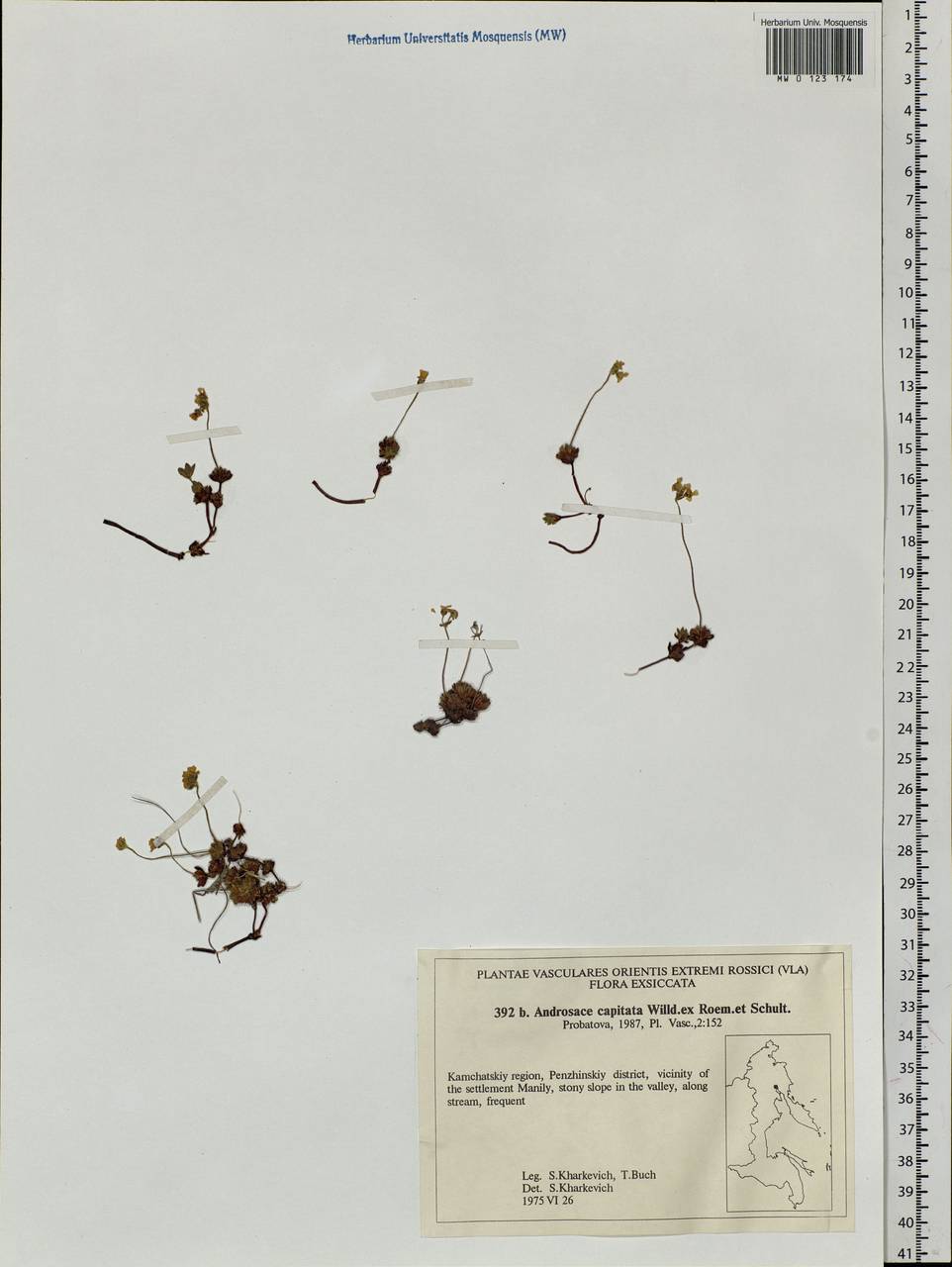 Androsace chamaejasme subsp. lehmanniana (Spreng.) Hultén, Сибирь, Чукотка и Камчатка (S7) (Россия)