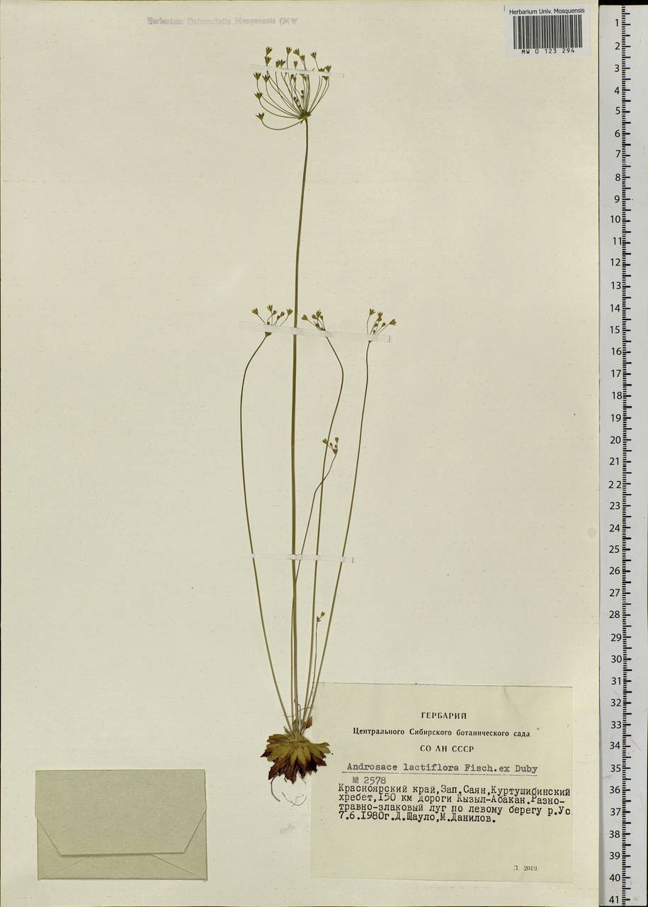 Проломник молочноцветковый Fisch. ex Willd., Сибирь, Алтай и Саяны (S2) (Россия)