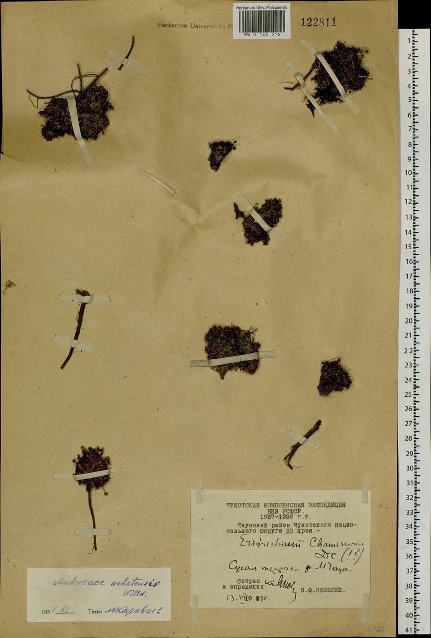 Androsace ochotensis Willd. ex Roem. & Schult., Сибирь, Чукотка и Камчатка (S7) (Россия)