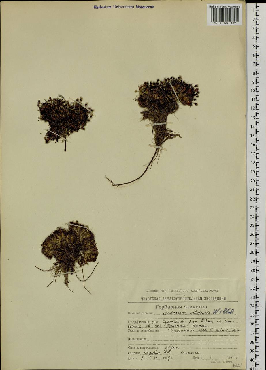Androsace ochotensis Willd. ex Roem. & Schult., Сибирь, Чукотка и Камчатка (S7) (Россия)
