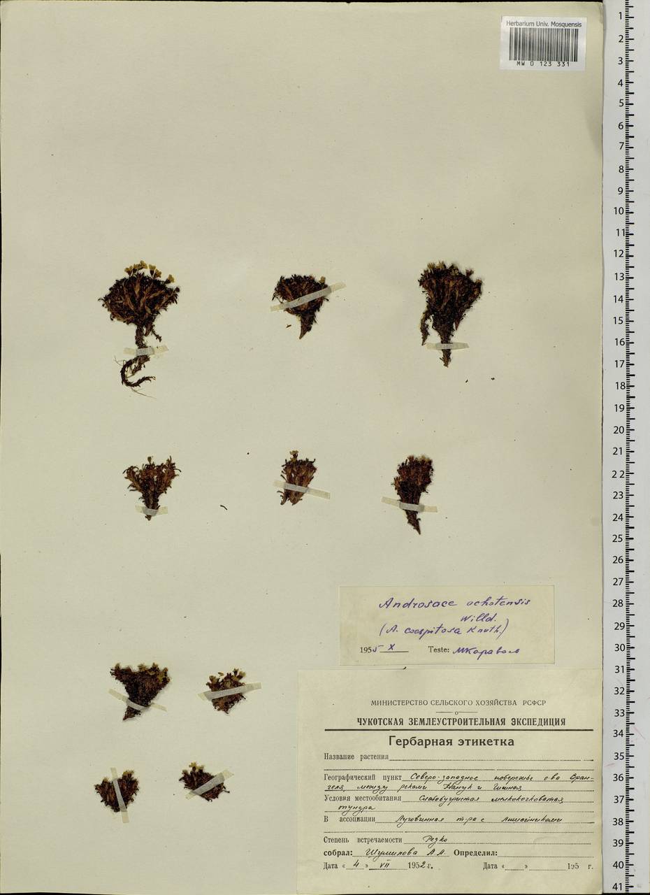 Androsace ochotensis Willd. ex Roem. & Schult., Сибирь, Чукотка и Камчатка (S7) (Россия)
