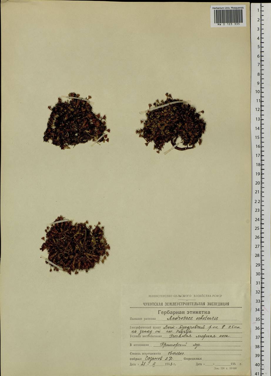 Androsace ochotensis Willd. ex Roem. & Schult., Сибирь, Чукотка и Камчатка (S7) (Россия)