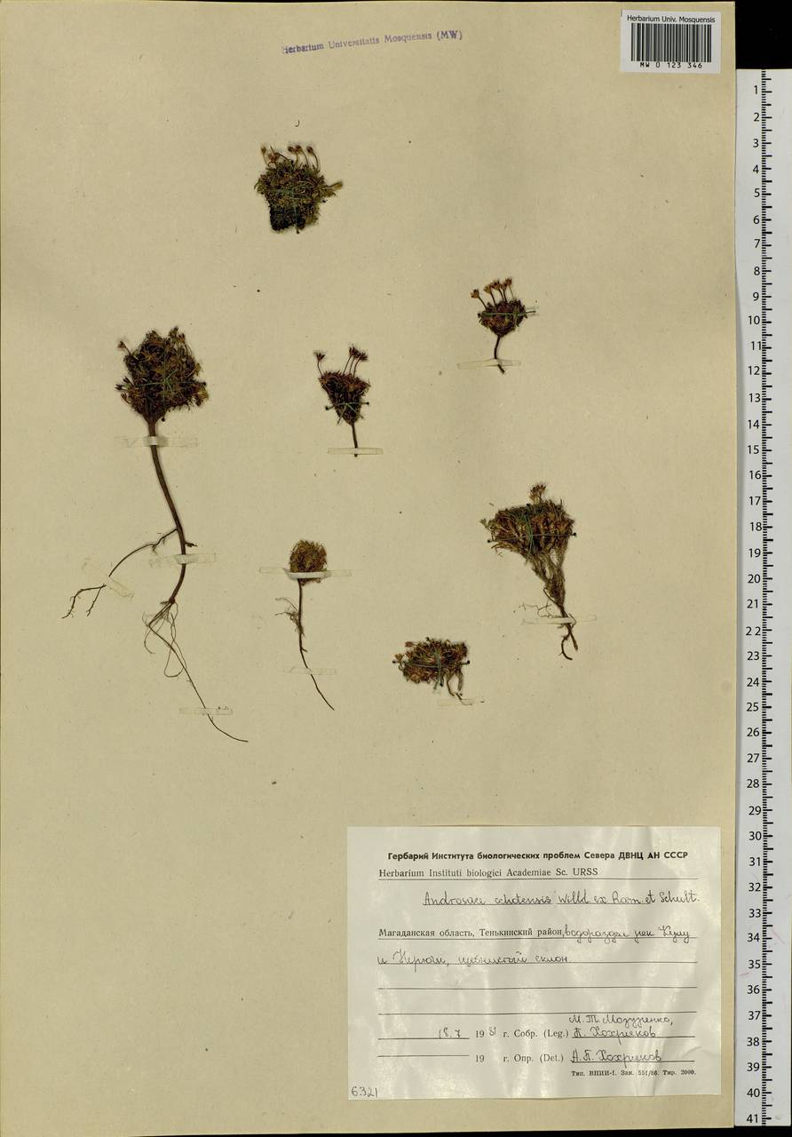 Androsace ochotensis Willd. ex Roem. & Schult., Сибирь, Чукотка и Камчатка (S7) (Россия)