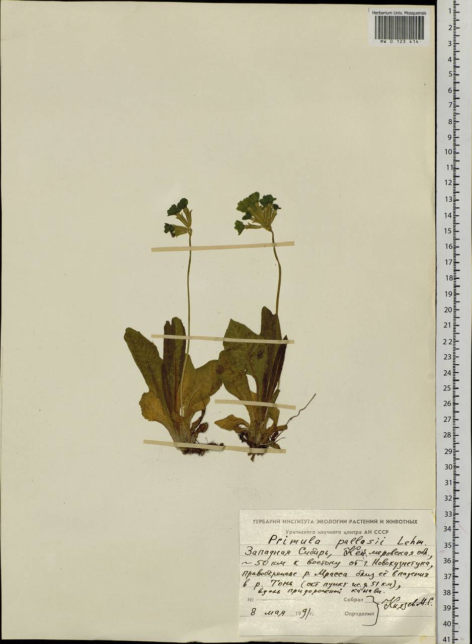 Первоцвет Палласа (Lehm.) W. W. Sm. & Forrest, Сибирь, Алтай и Саяны (S2) (Россия)
