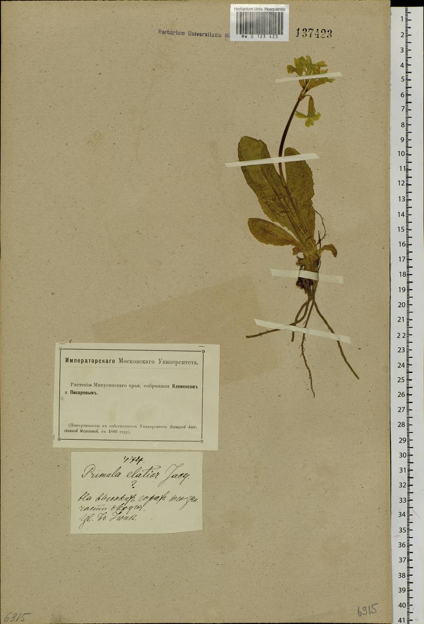 Первоцвет Палласа (Lehm.) W. W. Sm. & Forrest, Сибирь, Алтай и Саяны (S2) (Россия)