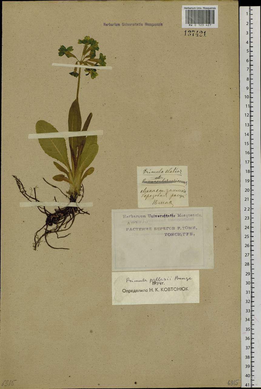 Первоцвет Палласа (Lehm.) W. W. Sm. & Forrest, Сибирь, Западная Сибирь (S1) (Россия)