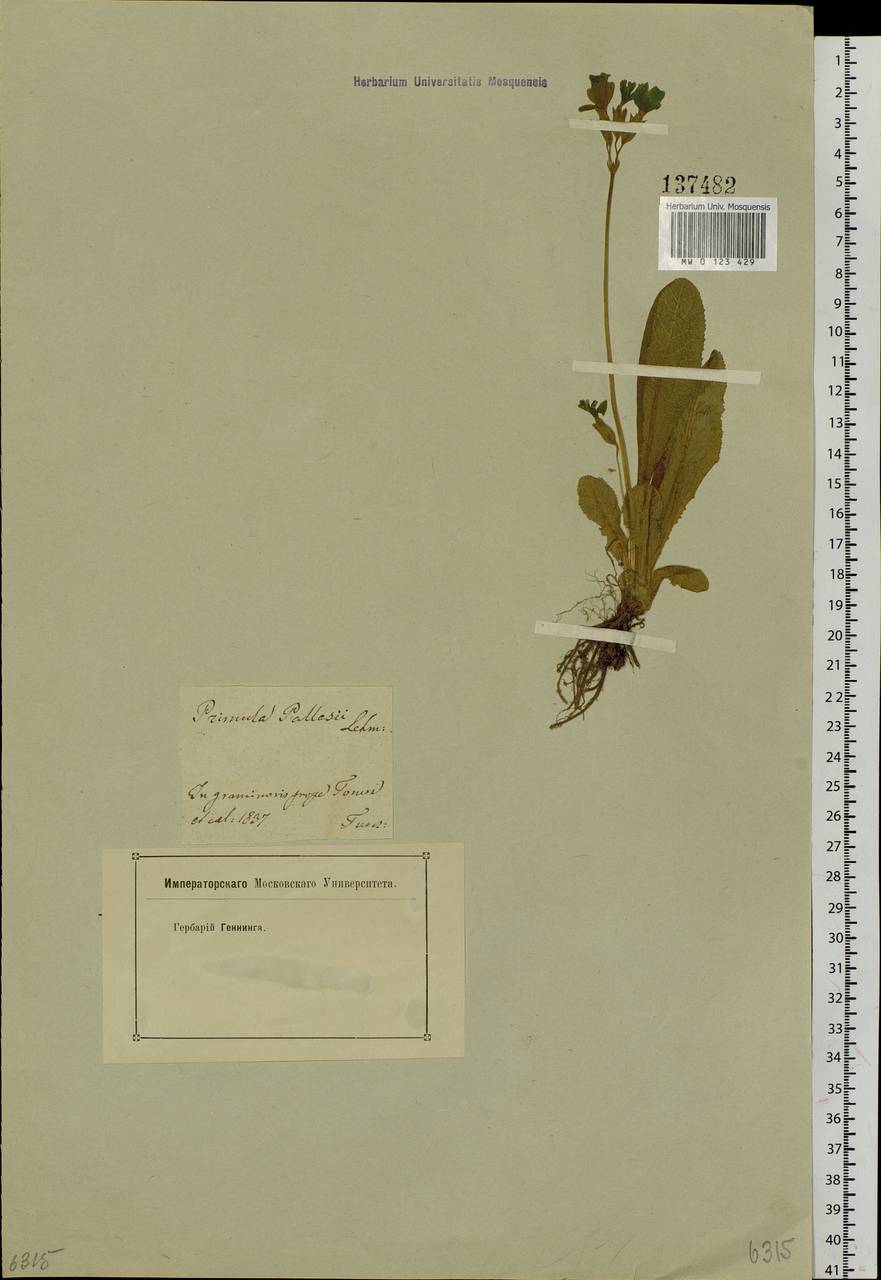 Первоцвет Палласа (Lehm.) W. W. Sm. & Forrest, Сибирь, Западная Сибирь (S1) (Россия)