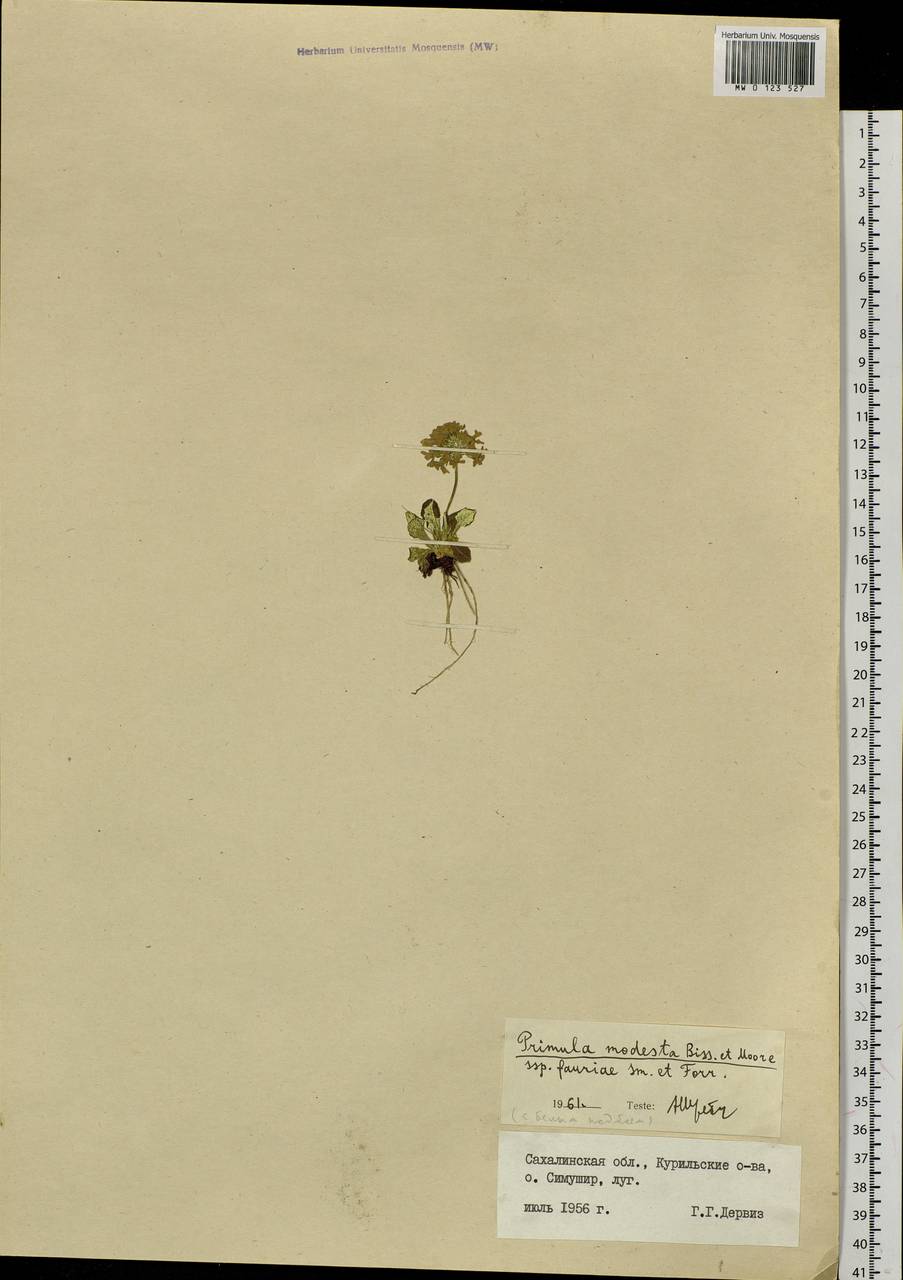 Первоцвет Мацумуры (Petitm.) Takeda, Сибирь, Дальний Восток (S6) (Россия)