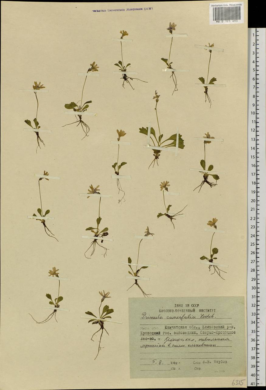 Первоцвет клинолистный Ledeb., Сибирь, Чукотка и Камчатка (S7) (Россия)