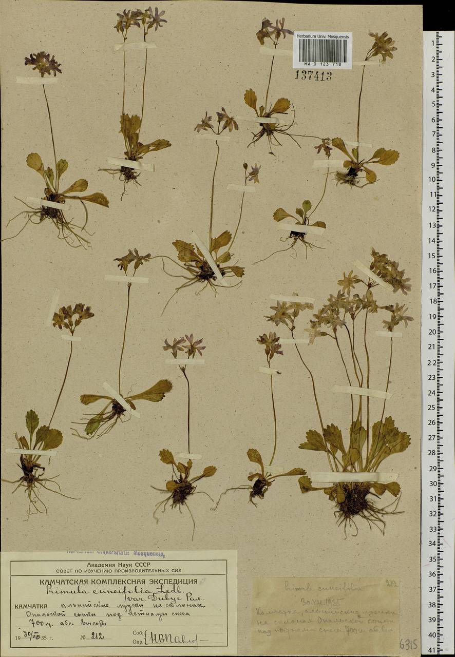 Первоцвет клинолистный Ledeb., Сибирь, Чукотка и Камчатка (S7) (Россия)