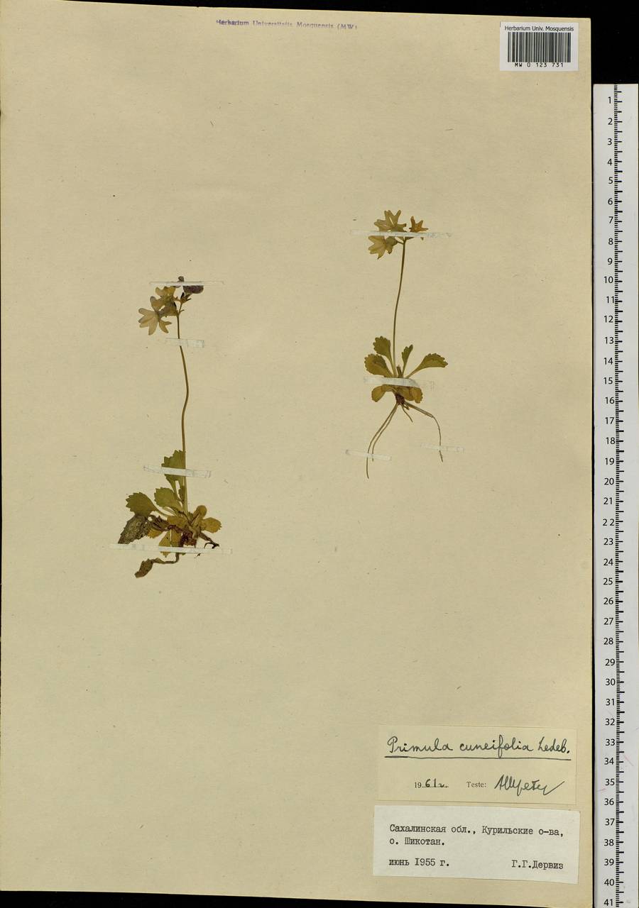 Первоцвет клинолистный Ledeb., Сибирь, Дальний Восток (S6) (Россия)