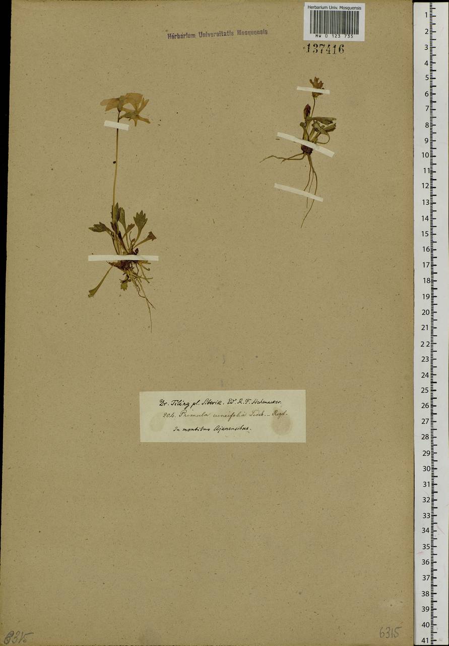 Первоцвет клинолистный Ledeb., Сибирь, Дальний Восток (S6) (Россия)
