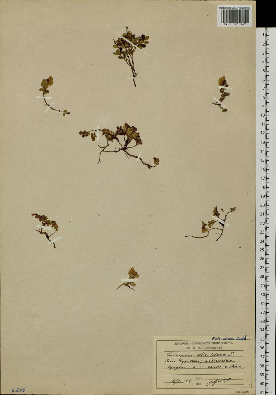 Vaccinium minusculum Sleumer, Сибирь, Чукотка и Камчатка (S7) (Россия)