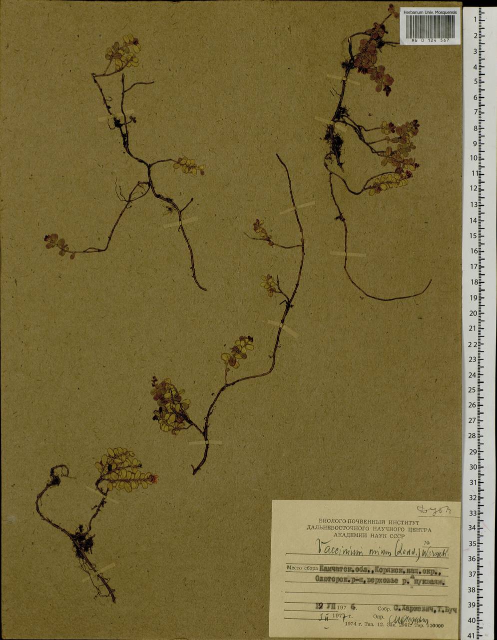 Vaccinium minusculum Sleumer, Сибирь, Чукотка и Камчатка (S7) (Россия)