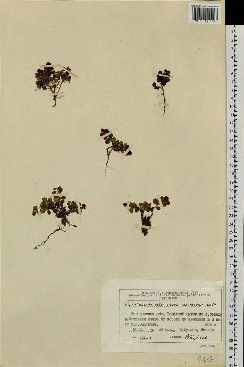 Vaccinium minusculum Sleumer, Сибирь, Чукотка и Камчатка (S7) (Россия)