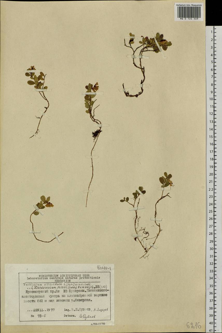 Vaccinium minusculum Sleumer, Сибирь, Центральная Сибирь (S3) (Россия)