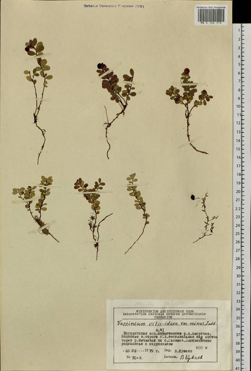 Vaccinium minusculum Sleumer, Сибирь, Чукотка и Камчатка (S7) (Россия)