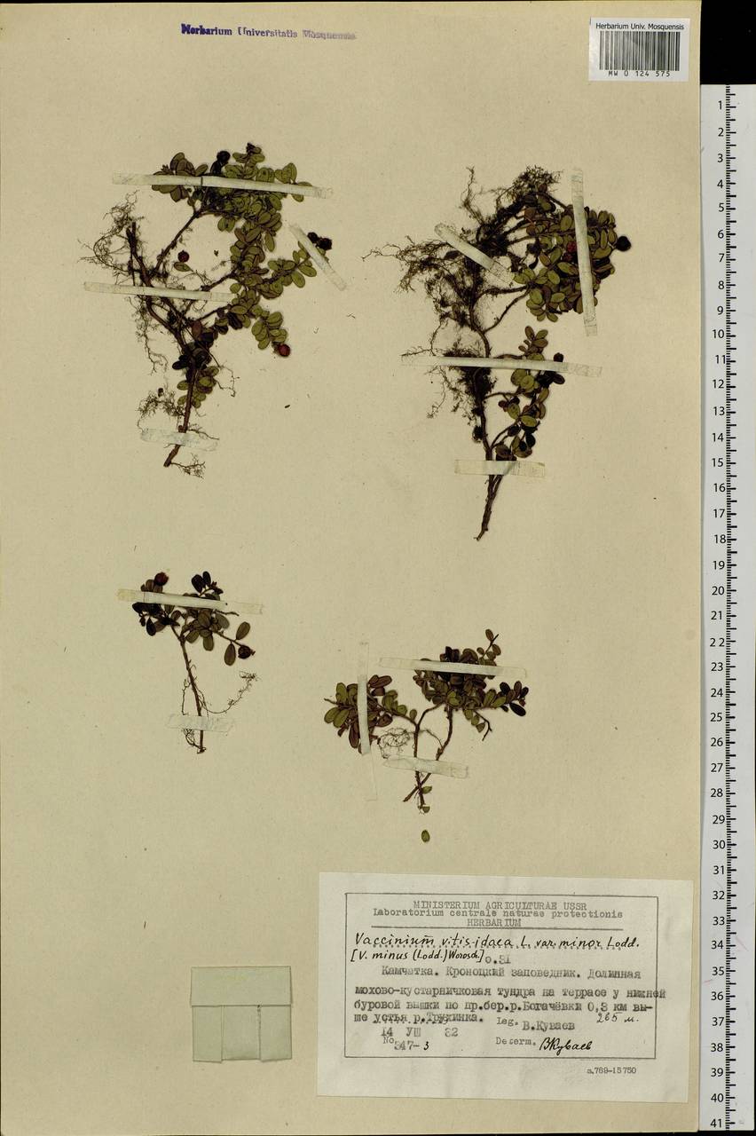 Vaccinium minusculum Sleumer, Сибирь, Чукотка и Камчатка (S7) (Россия)