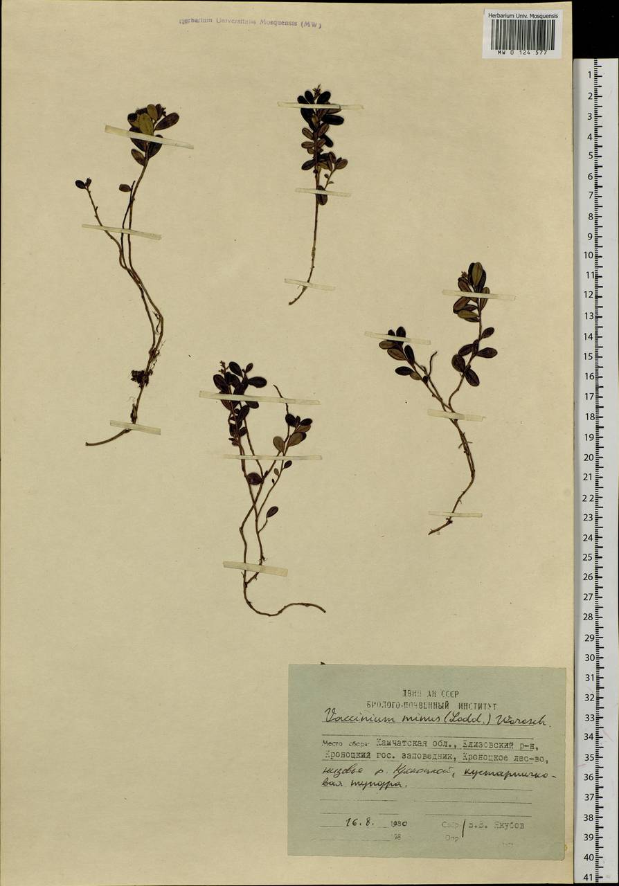 Vaccinium minusculum Sleumer, Сибирь, Чукотка и Камчатка (S7) (Россия)