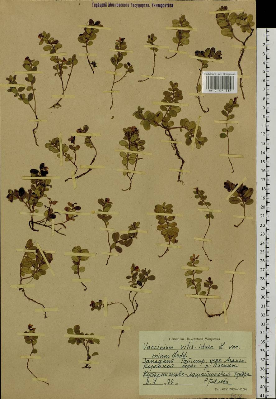 Vaccinium minusculum Sleumer, Сибирь, Центральная Сибирь (S3) (Россия)
