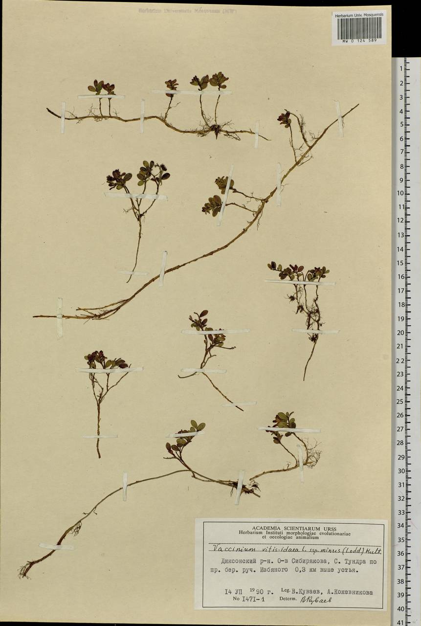 Vaccinium minusculum Sleumer, Сибирь, Центральная Сибирь (S3) (Россия)