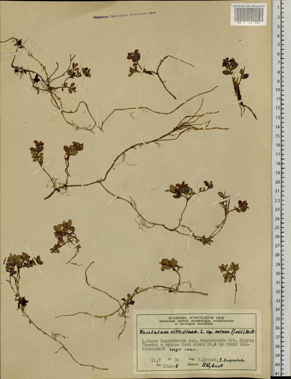 Vaccinium minusculum Sleumer, Сибирь, Центральная Сибирь (S3) (Россия)