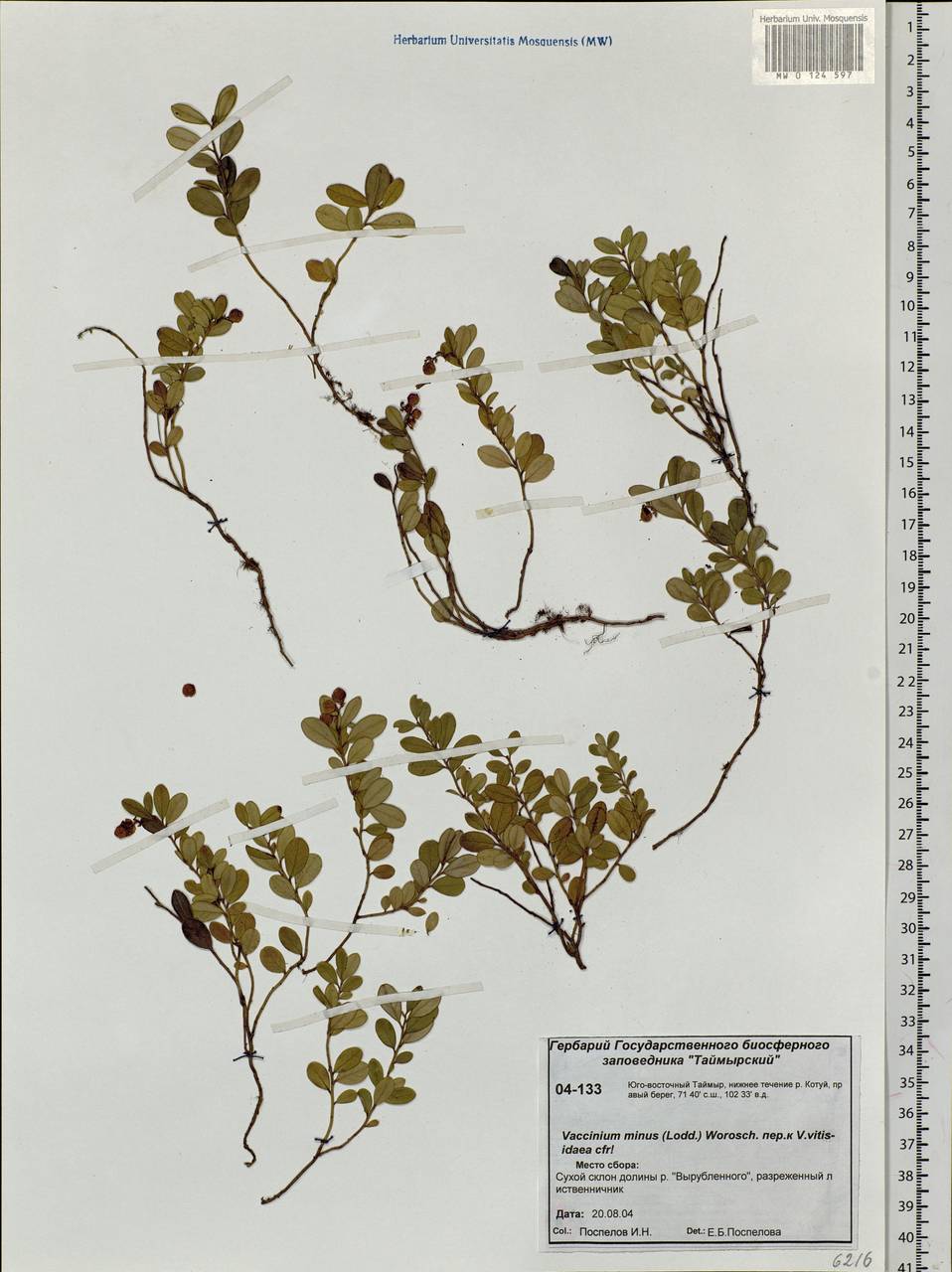 Vaccinium minusculum Sleumer, Сибирь, Центральная Сибирь (S3) (Россия)