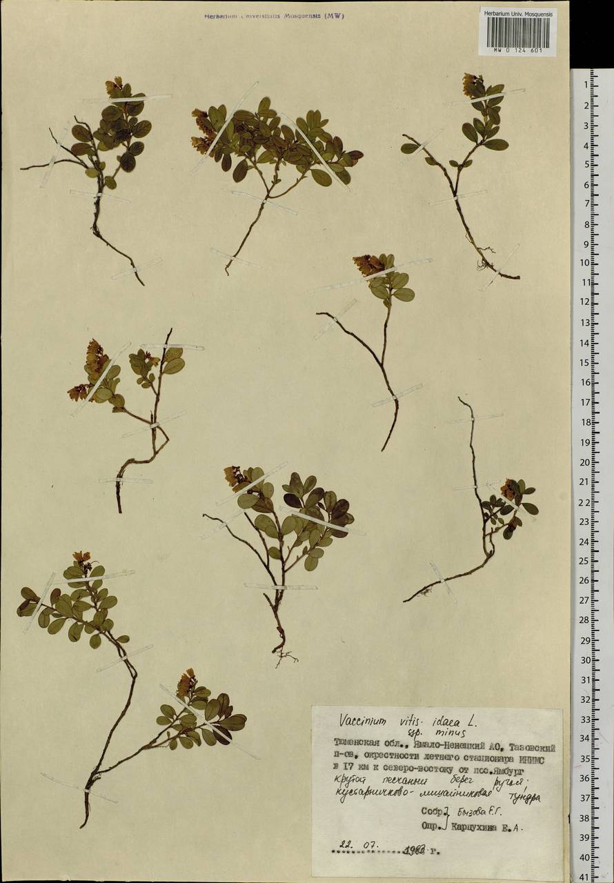 Vaccinium minusculum Sleumer, Сибирь, Западная Сибирь (S1) (Россия)