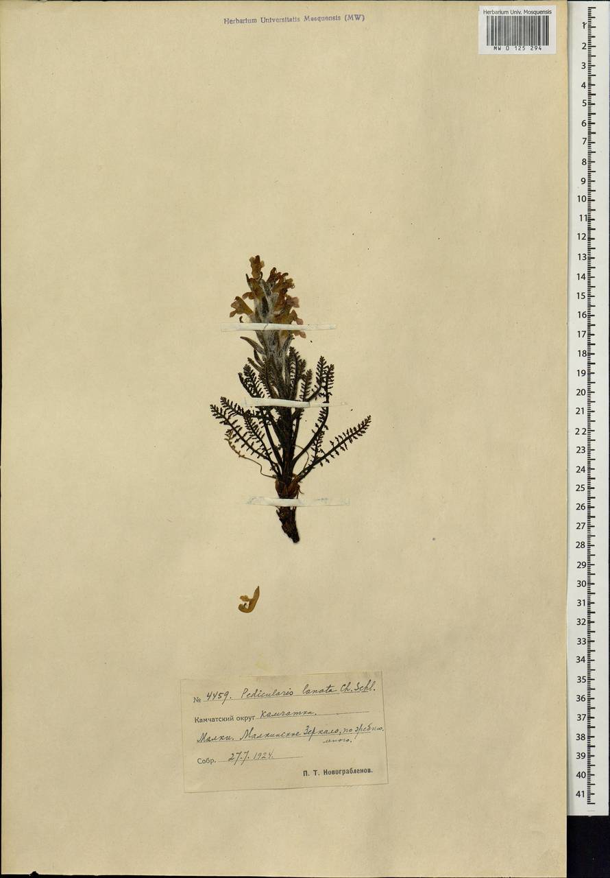 Мытник шерстистый Willd. ex Cham. & Schltdl., Сибирь, Чукотка и Камчатка (S7) (Россия)